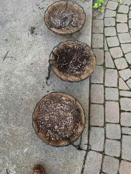 Photo of free 3 moss lined hanging flower baskets (Cherry Hill and Telegraph) #1