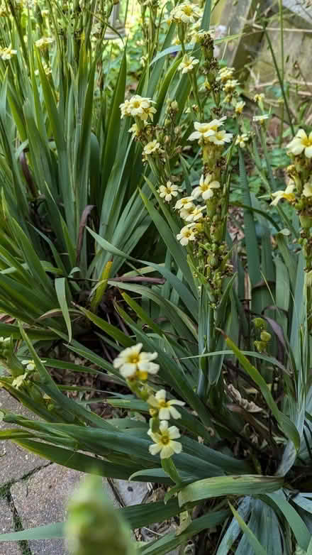 Photo of free Yellow eyed grass plant (Calverton MK19) #1