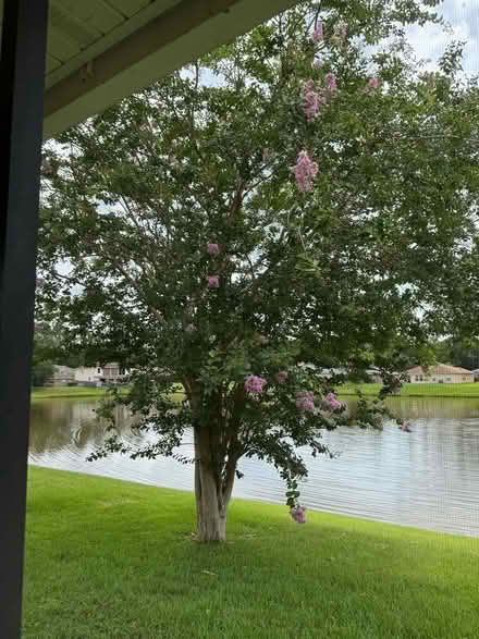 Photo of free Muskogee Crape Myrtle Tree pink (2987 Bent Bow Ln Middleburg Fl) #1