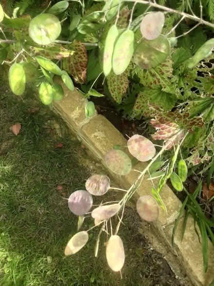 Photo of free Honesty (Lunaria) seed pods (Hove BN3) #2