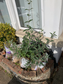Photo of free Buddlea plant (Westcliff-on-Sea (SS0)) #2
