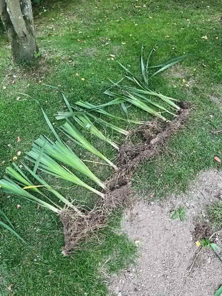 Photo of free Tall white iris plants (Fishpool Valley HR6) #2