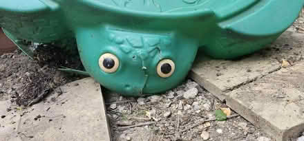 Photo of free Very sad turtle 🐢 (Addiscombe) #3