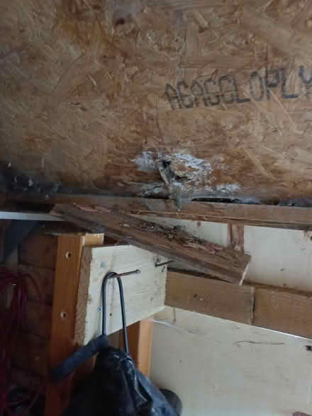 Photo of free Large garden shed (Harrogate, HG2) #4