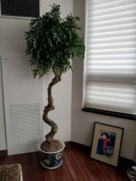 Photo of free Fake ficus in pot (N. State Parkway & Schiller) #1