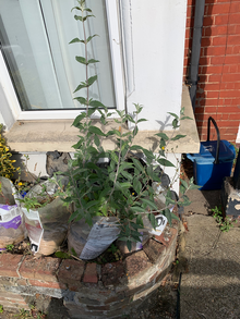 Photo of free Buddlea plant (Westcliff-on-Sea (SS0)) #1