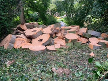 Photo of free Beech wood (Birstwith HG3) #1