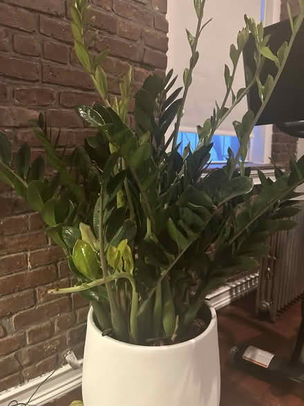 Photo of free large zz plant (chinatown) #3
