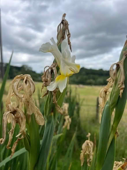 Photo of free Tall white iris plants (Fishpool Valley HR6) #1