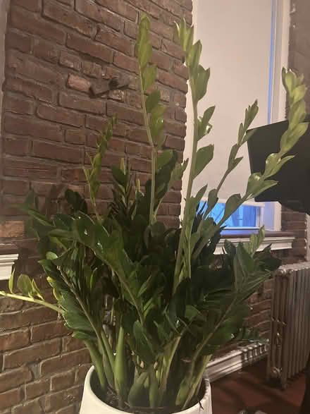 Photo of free large zz plant (chinatown) #2