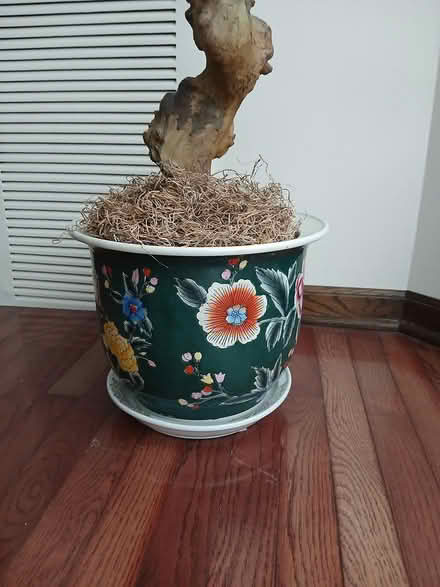 Photo of free Fake ficus in pot (N. State Parkway & Schiller) #2