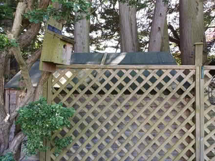 Photo of free Large garden shed (Harrogate, HG2) #3
