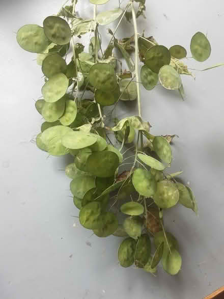 Photo of free Honesty (Lunaria) seed pods (Hove BN3) #1