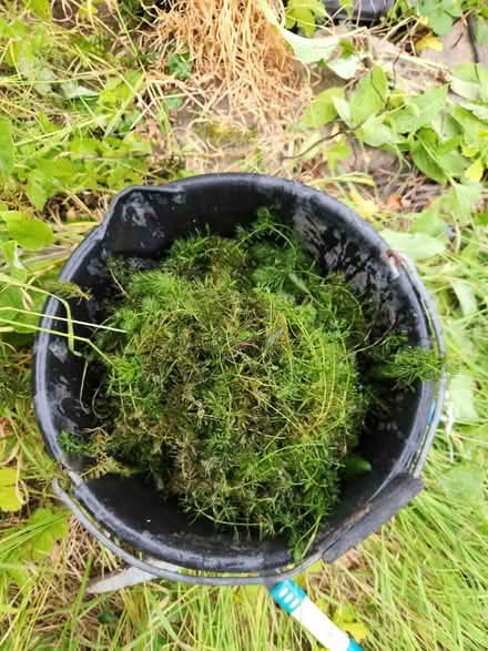 Photo of free Ceratophyllum demersum pond plant (Croydon CR2) #1