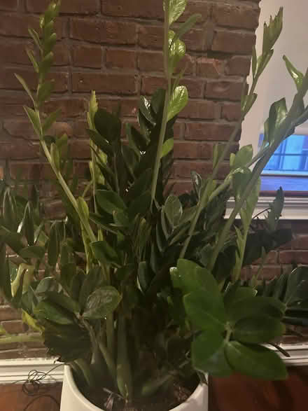 Photo of free large zz plant (chinatown) #4