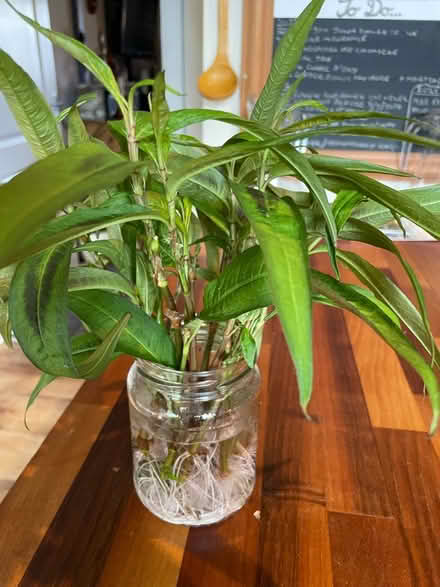 Photo of free Rooted coriander plants (Hampton Vale, Peterborough) #1