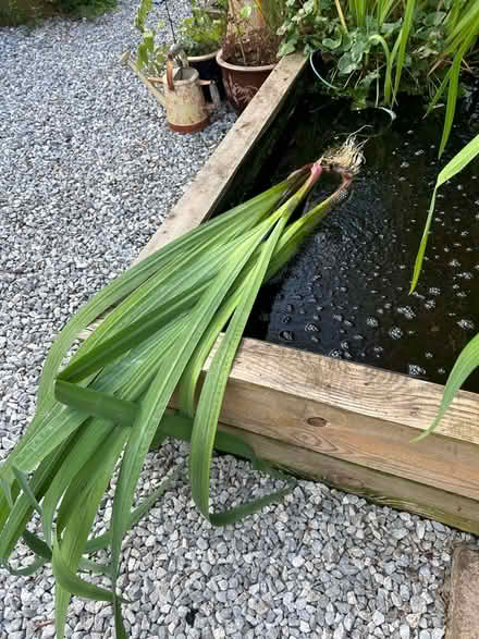 Photo of free Pond irises (MK7, Wavendon Gate) #1