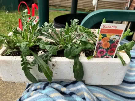 Photo of free 3 Gazania plants 🌺 (Waddon) #1