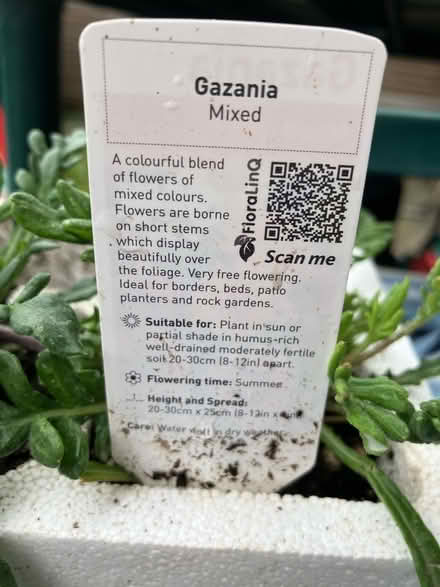 Photo of free 3 Gazania plants 🌺 (Waddon) #3