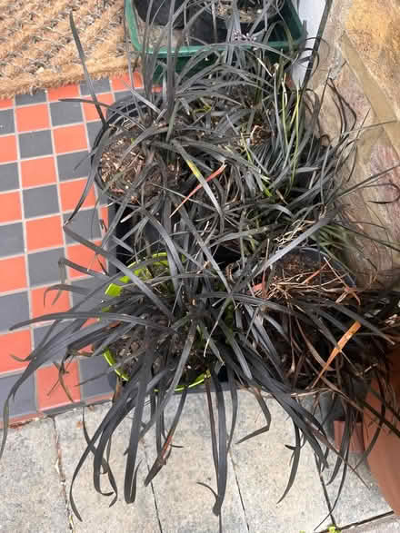 Photo of free Black mondo grass (Teddington TW11) #1