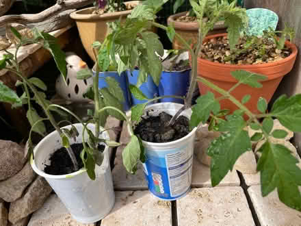 Photo of free Three tomato plants (Hampton Vale, Peterborough) #1