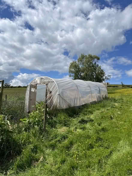 Photo of free Polytunnel (Bettws-y-crwyn LD7) #2