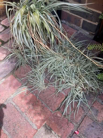 Photo of free Spider Plant (Guildford GU1) #1
