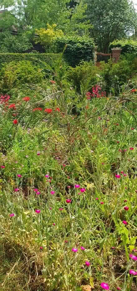 Photo of free Large bottle brush plant (Sevenoaks TN13) #1