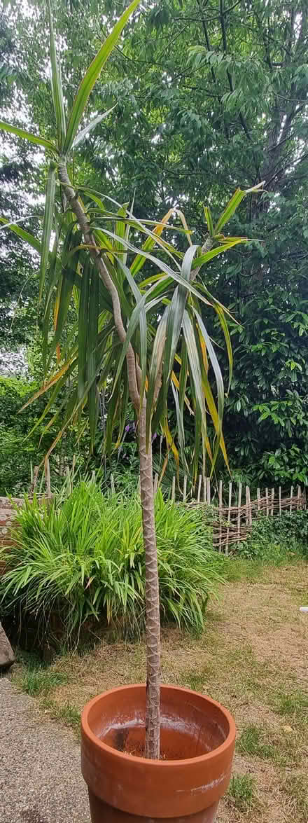Photo of free Dragon plant (Uckfield, Ringles Cross TN22) #1