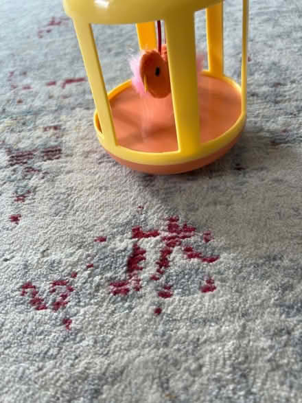 Photo of free Cat toy (Park view\Petworth) #1