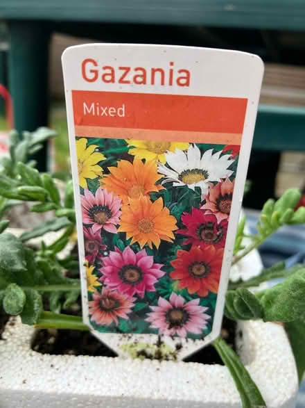 Photo of free 3 Gazania plants 🌺 (Waddon) #2