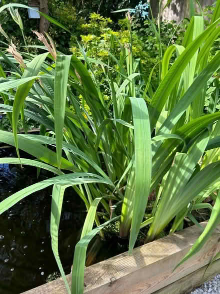 Photo of free Pond irises (MK7, Wavendon Gate) #2