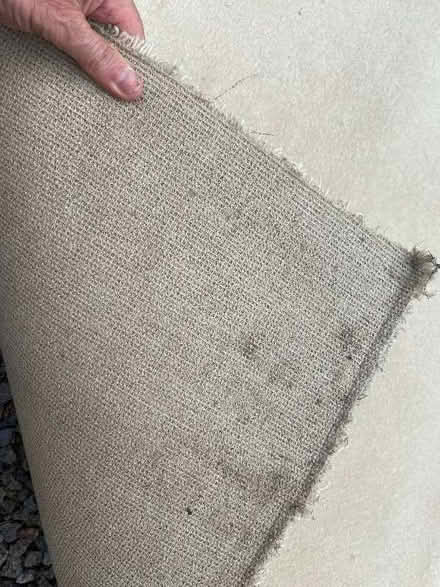 Photo of free Good Quality Beige Carpet (Finchampstead RG40) #4