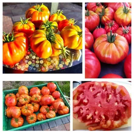 Photo of free Tomato plants (GU12) #2