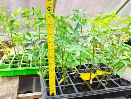 Photo of free Tomato plants (GU12) #1