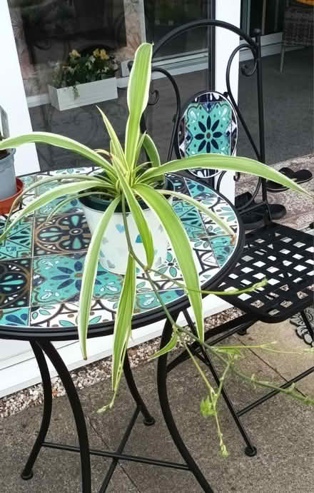 Photo of free Spider plant (S20 Waterthorpe) #1