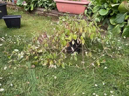 Photo of free Honeysuckle Plant (Leeds LS14) #1