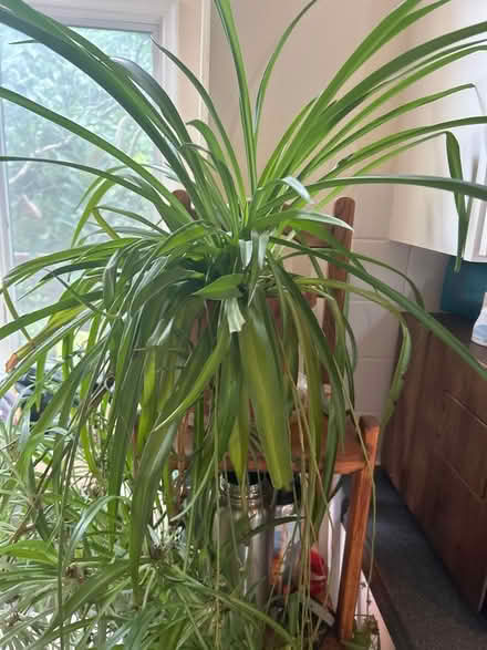 Photo of free Spider plant (Ashburn, Virginia) #1