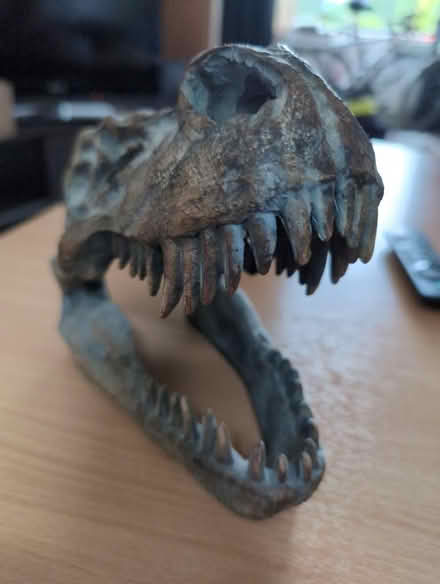 Photo of free T rex skull (not genuine) (Becketts Park LS6) #2