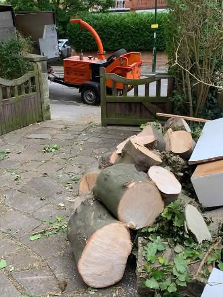 Photo of free Sycamore and Holly Logs (TW1) #1