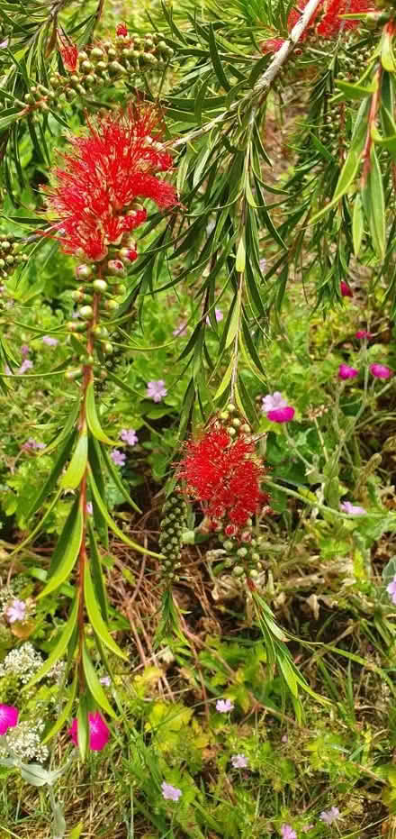 Photo of free Large bottle brush plant (Sevenoaks TN13) #3