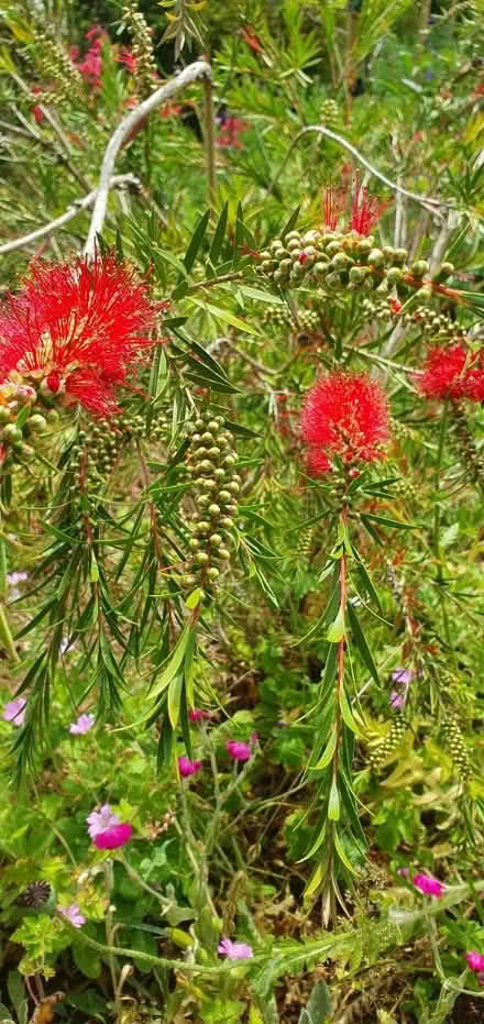 Photo of free Large bottle brush plant (Sevenoaks TN13) #2