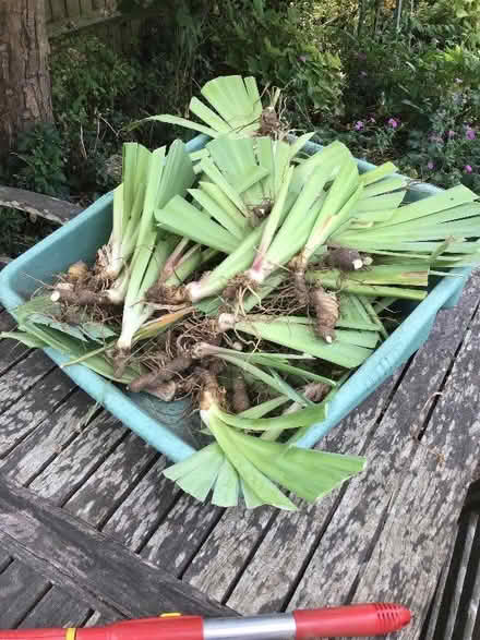 Photo of free Iris rhizomes (Prestbury GL52) #1