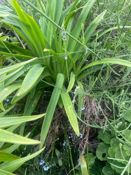 Photo of free More flowers etc from my garden (Ballywalter BT22) #2