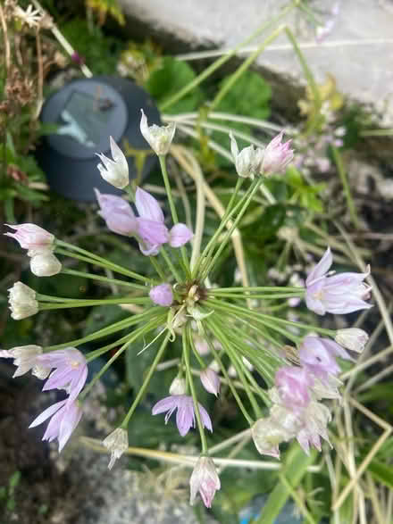 Photo of free More flowers etc from my garden (Ballywalter BT22) #3