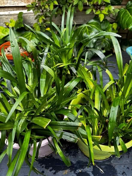 Photo of free Liriope muscari or lilyturf (Ashford, Surrey TW15) #1