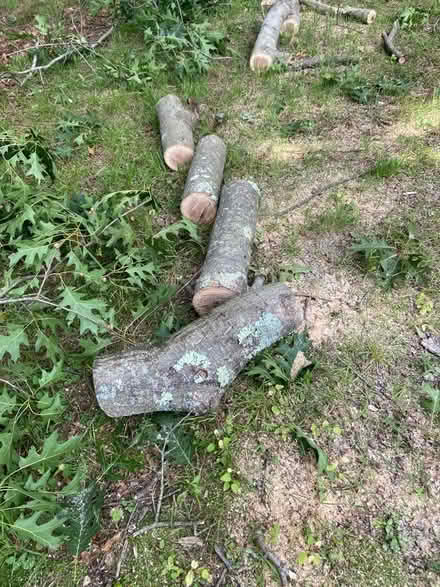 Photo of free Oak Logs (Simsbury) #3