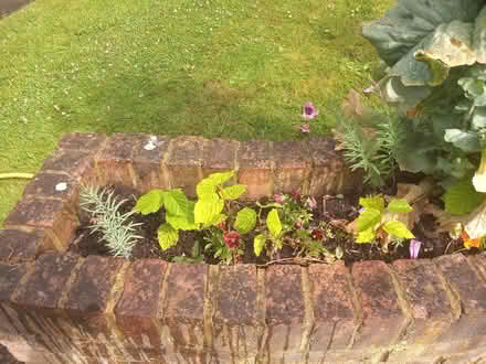 Photo of free Baby nut trees (Stevenage Old Town) #1