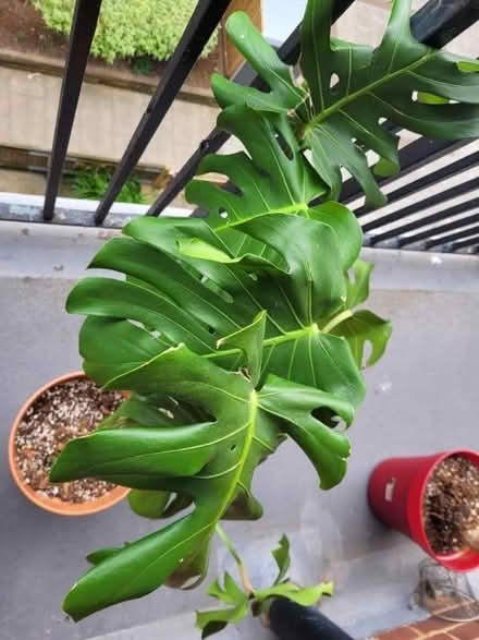 Photo of free Monstera / cheese plant (Upper Holloway N7) #2