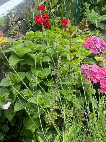 Photo of free More shrubs and flowers (Ballywalter BT22) #1